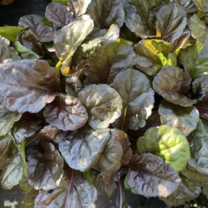 Black Scallop Ajuga - Deep multi colored foliage with colors ranging from nearly black to deep green.