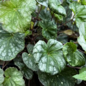 Heuchera Americana, Coral Bells