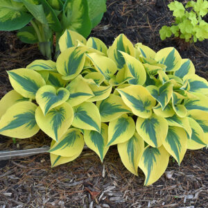 Hosta 'Autumn Frost' - Blue Green Variegated Shade Perennial Plant