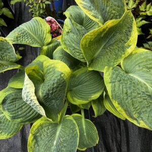 Francis William hosts boasts large leaves with yellow margins and a semi blueish green inner foliage.