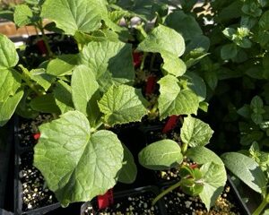 muncher cucumber seedlings