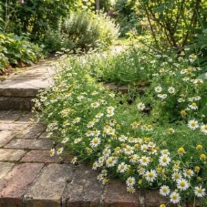 Roman Chamomile