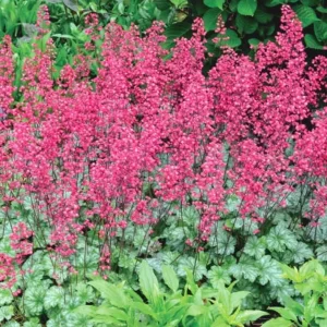 Heuchera Sanguinea Firefly in full coral bloom