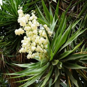 Yucca Plant in Full Bloom - White, Creamy, bell shaped blooms sit atop evergreen spiky foliage