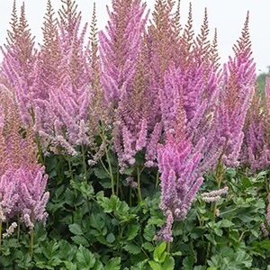 Astilbe Black Pearl in full bloom. Pink feathery blooms flutter over dark fern-like foliage.