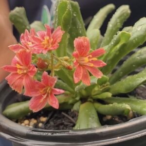Sunset Lewisia In Full Bloom. It has beautiful Salmon, apricot, and yellow mixed blooms. Creating a stunning "sunset" display.