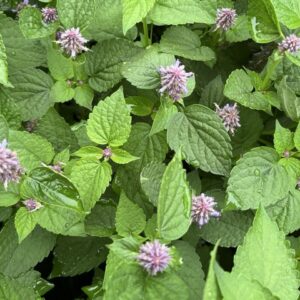 Anise Hyssop in bloom