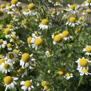 German Chamomile in full bloom. It has daisy-like white blooms with a yellow center. Perfect for making herbal tea.