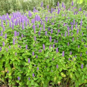Giant Blue Hyssop - anise hyssop in bloom