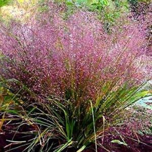 Purple Love Grass