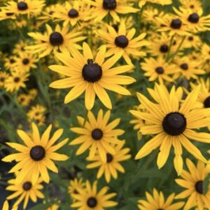 Black Eyed Susan in Bloom