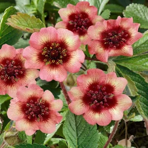 Nepal Cinquefoil or potentilla melton fire in full bloom with its peachy red petals and a scarlet red center.