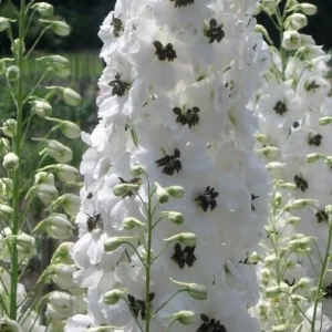 Delphinium - Magic Fountain - White Dark Bee