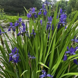 Siberian Iris In Full Bloom