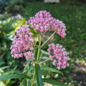 Swamp Milkweed