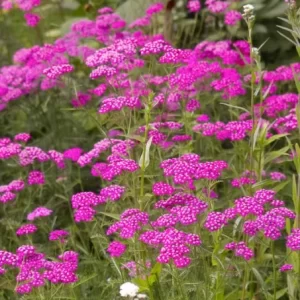 Yarrow, Cerise Red In Bloom