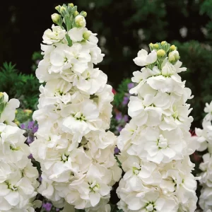 delphinium guardian white in bloom