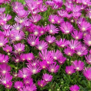 ice plant - delosperma - pink in bloom