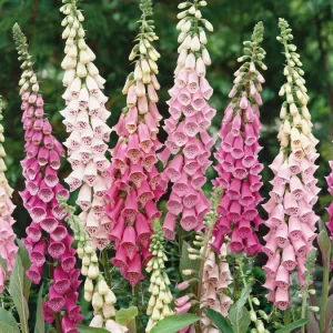 Foxglove mix