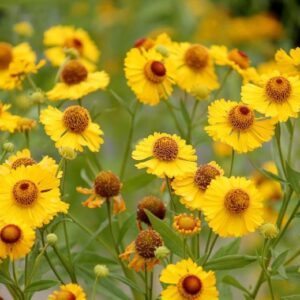 Helenium Autumnale In Bloom - Sneezeweed