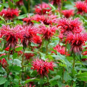 Monad - scarlet bee balm in bloom