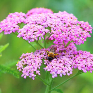 Yarrow Cerise Queen in bloom