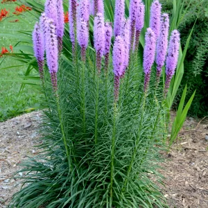 Liatris - Blazing Star - a tall purple blooming perennial