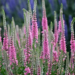 Pink Veronica