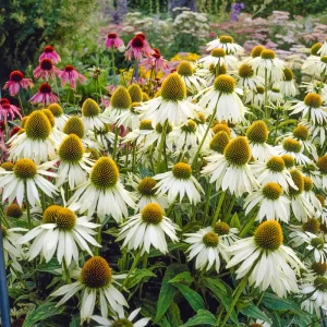 White Swan Echinacea