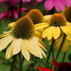 Yellow Echinacea Plant | Yellow Coneflower Perennial for Pollinator Gardens