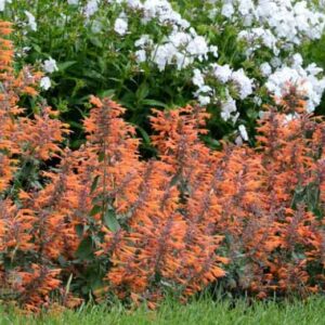 Apricot Sprite Agastache