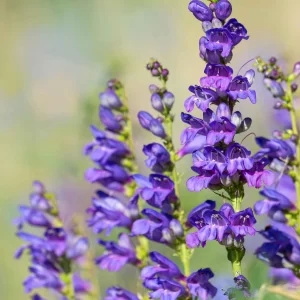 Rocky Mountain Penstemon
