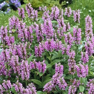 Pink Catmint